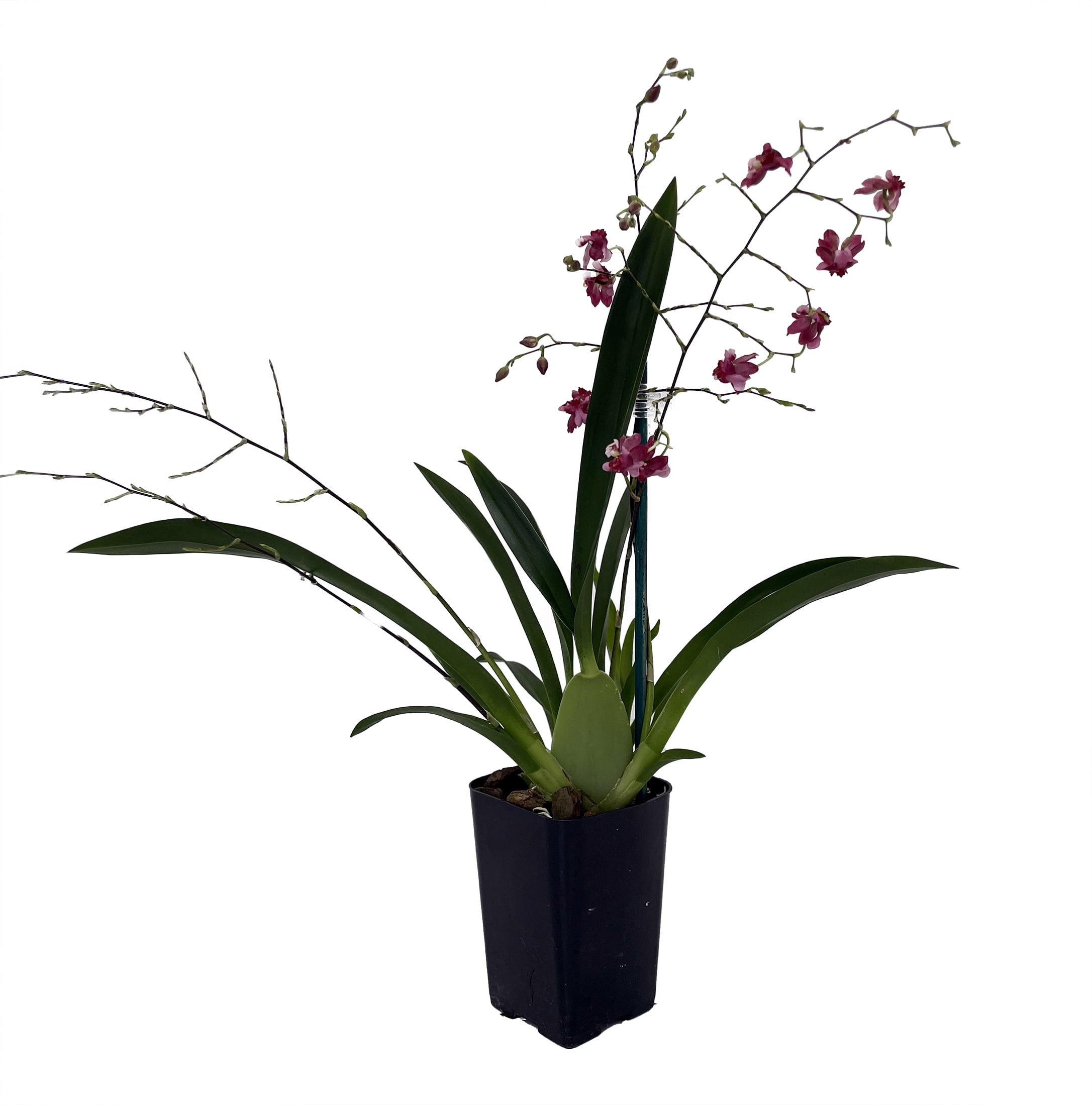 Twinkle Pink Profusion Orchid Oncidium 2" Pot Collector Orchids