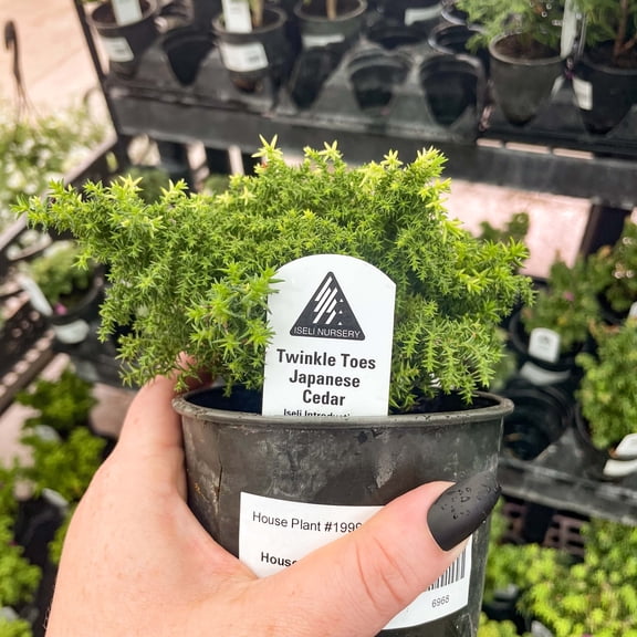 Twinkle Toes Japanese Cedar, Live Plant, 4" Growers Pot