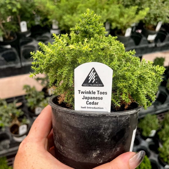 Twinkle Toes Japanese Cedar, Live Plant, 4" Growers Pot