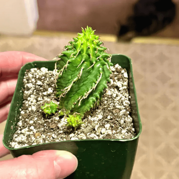 Twisted Euphorbia Cactus, Spiral cactus, Rare succulent, Live Plant in 2'' pot