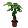 thumbnail image 1 of Twisted Money Tree - Pachira - 3" Pot - Trending, 1 of 4