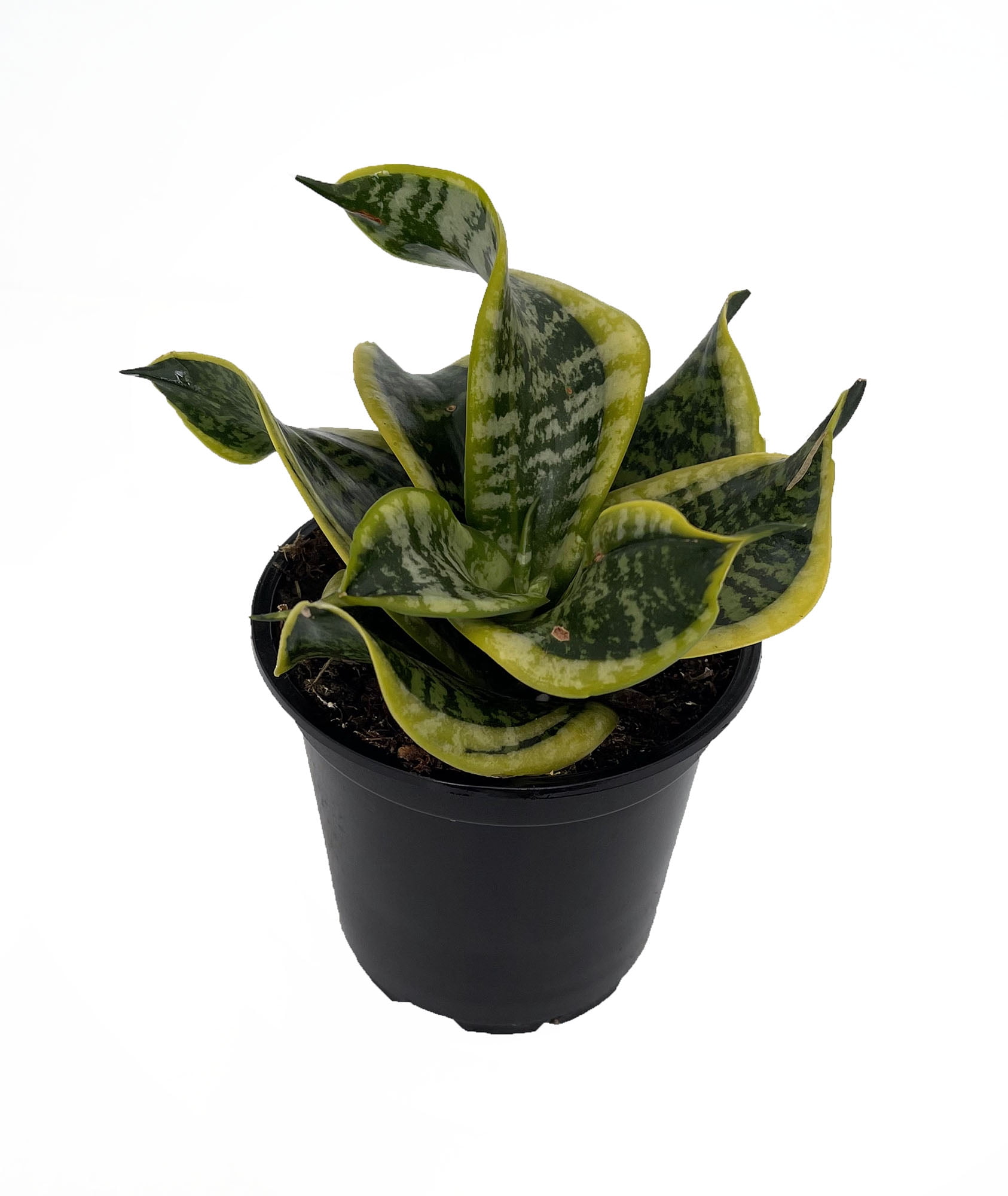 Variegated Twisted Sister Snake Plant - Golden Indoor Houseplant -  Sanseveria Trifasciata Live in 4" Pot - Walmart.com