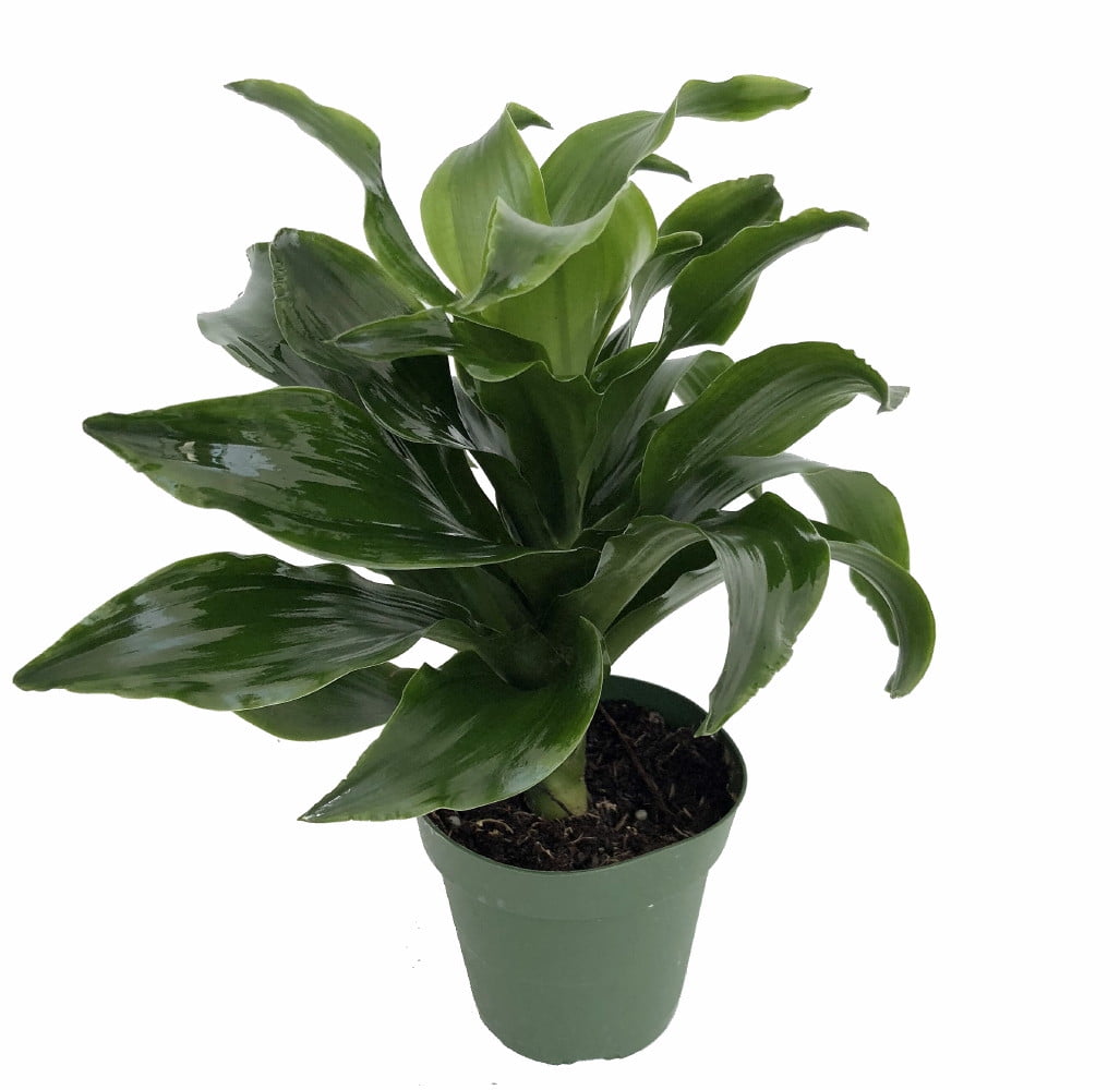 Twister Dragon Tree Dracaena Fragrans in 4" Green Pot