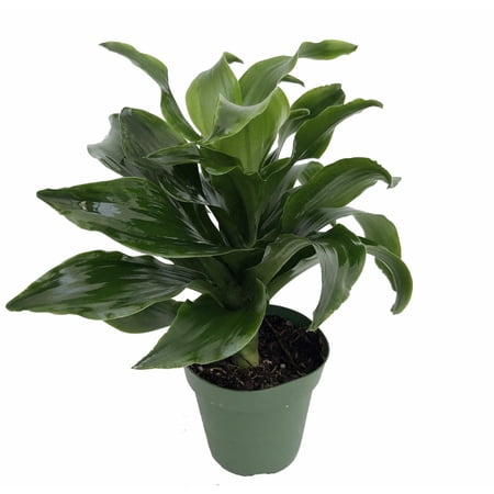 Twister Dragon Tree - Dracaena fragrans - 4" Pot