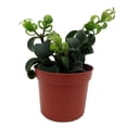 thumbnail image 1 of Twister Lipstick Plant - Aeschynanthus - 2.5" Pot, 1 of 4