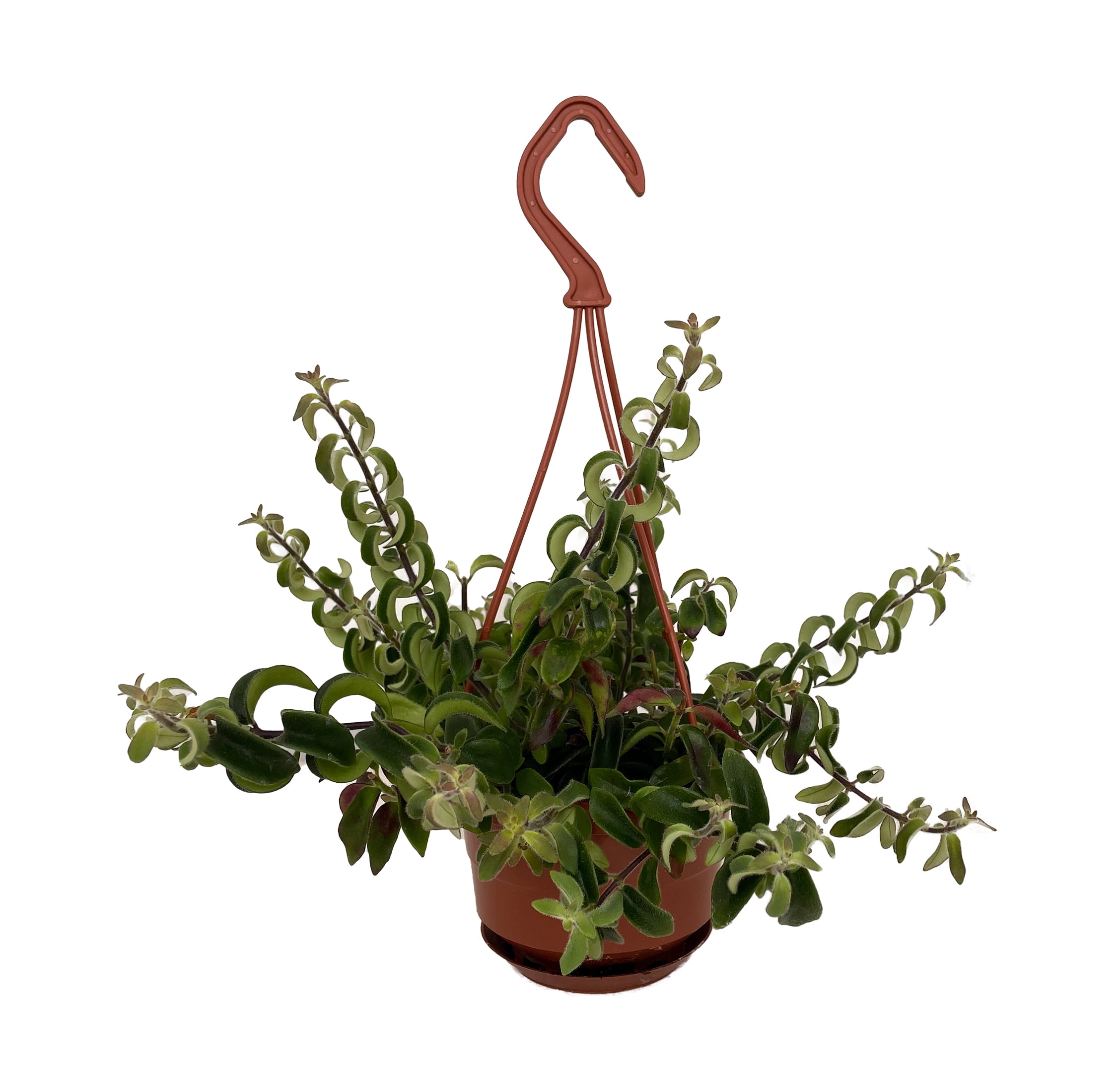 Rasta Curly Lipstick Plant - Aeschynanthus - 4" Mini Hanging Basket