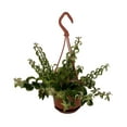 thumbnail image 1 of Rasta Curly Lipstick Plant - Aeschynanthus - 4" Mini Hanging Basket, 1 of 1