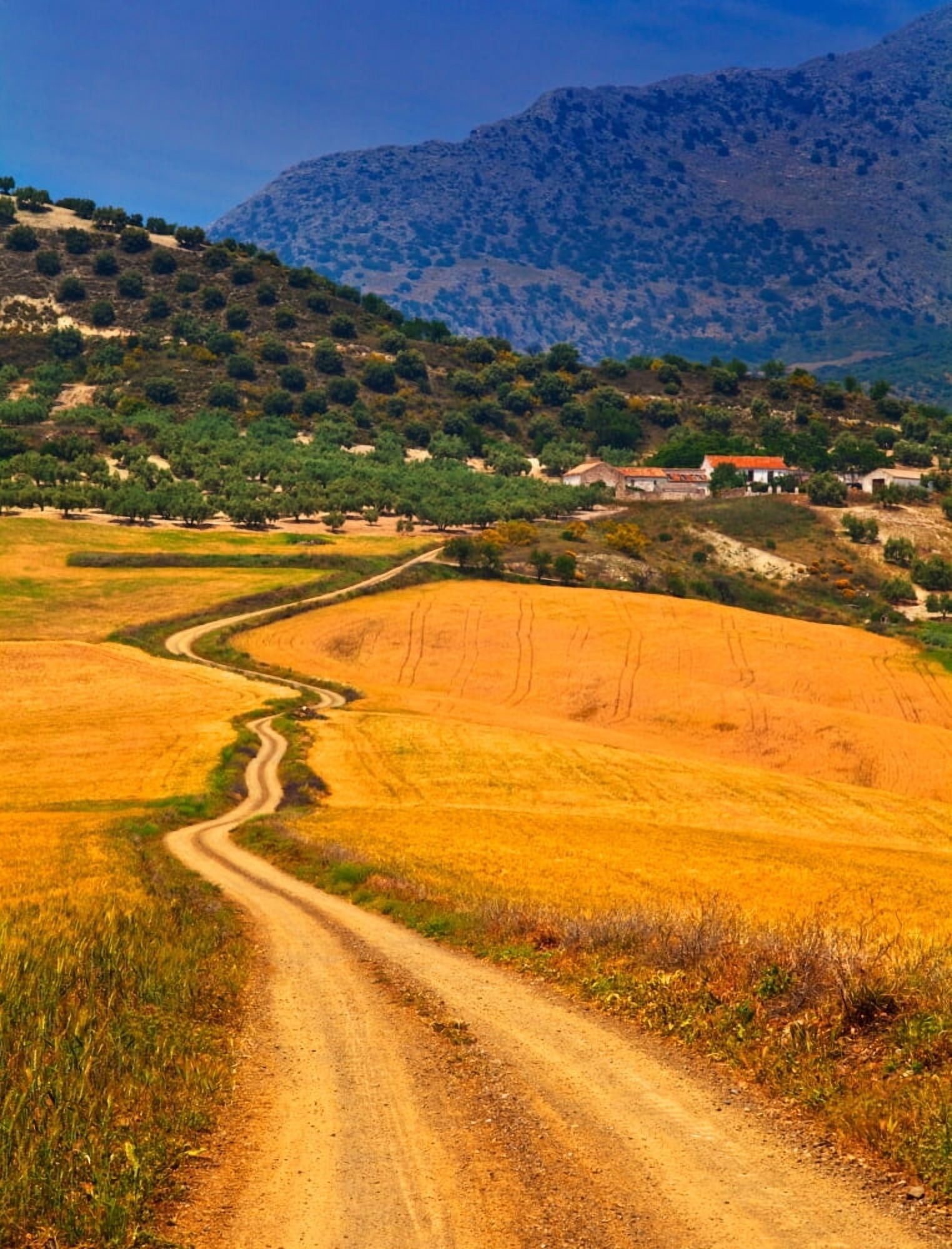 Twisty road Near Casabermeja Malaga Province Andalusia Spain Canvas Art - Panoramic Images (28 x 22)