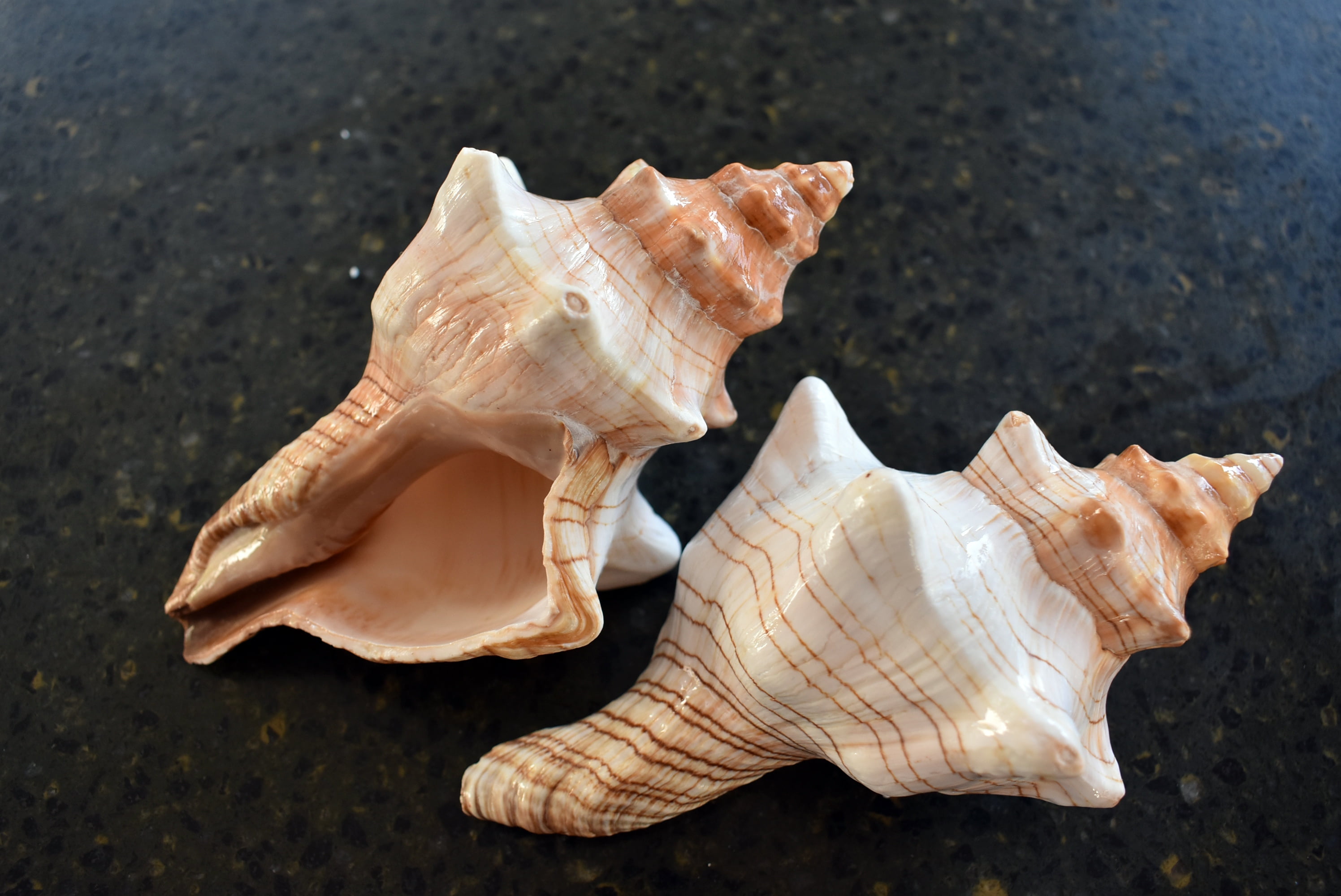 Two (2) Genuine Striped Fox Conch Shells for Air Plants Display Beach ...