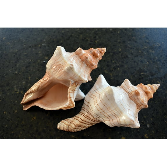 Two (2) Genuine Striped Fox Conch Shells for Air Plants Display Beach Wedding Nautical Decor (4-5")