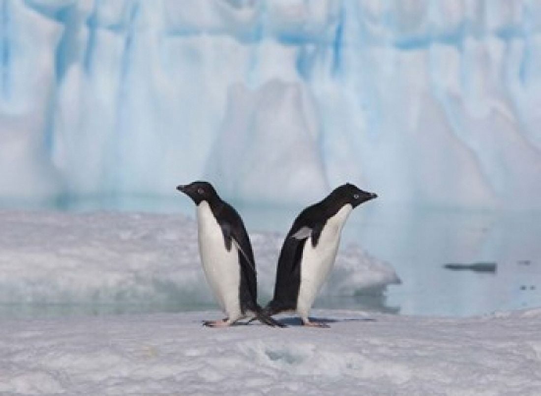 Two Adelie Penguins Antartica Canvas Art - Hugh Rose DanitaDelimont (20 x 16)