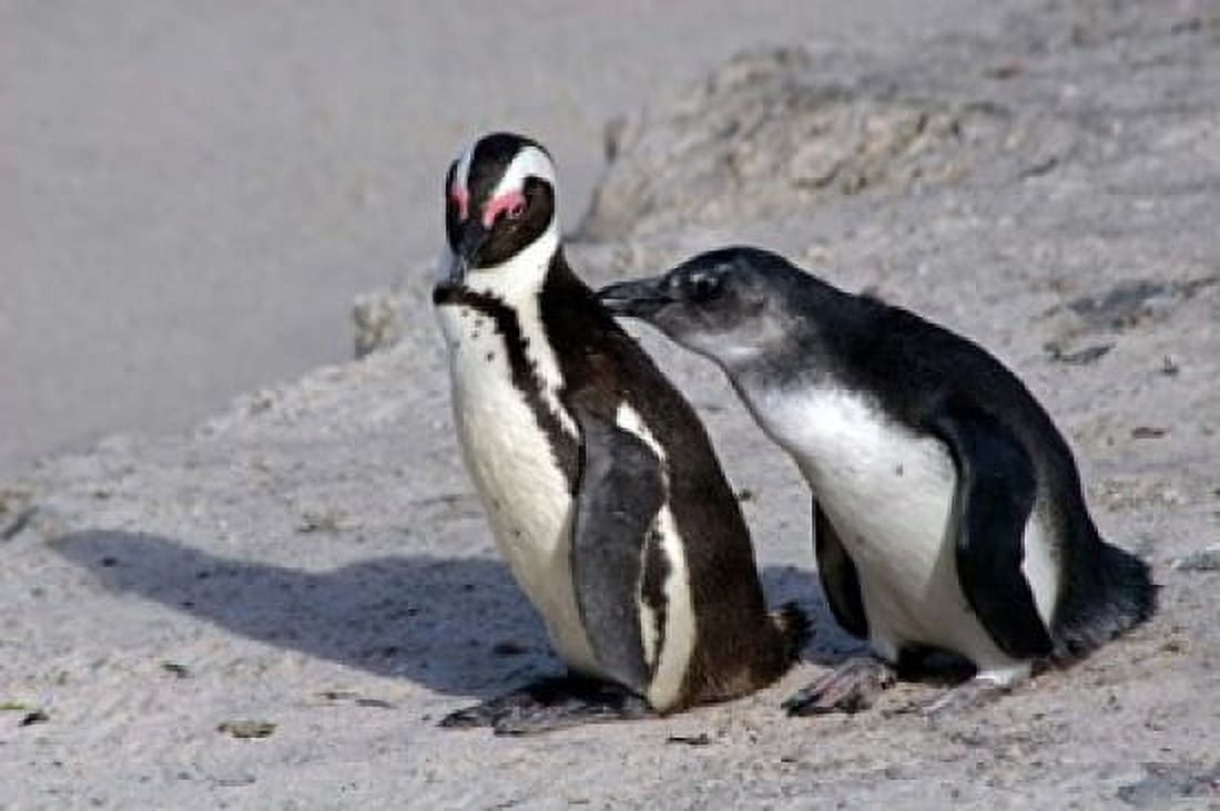 Two African Penguins Canvas Art - Kymri Wilt DanitaDelimont (34 x 23)