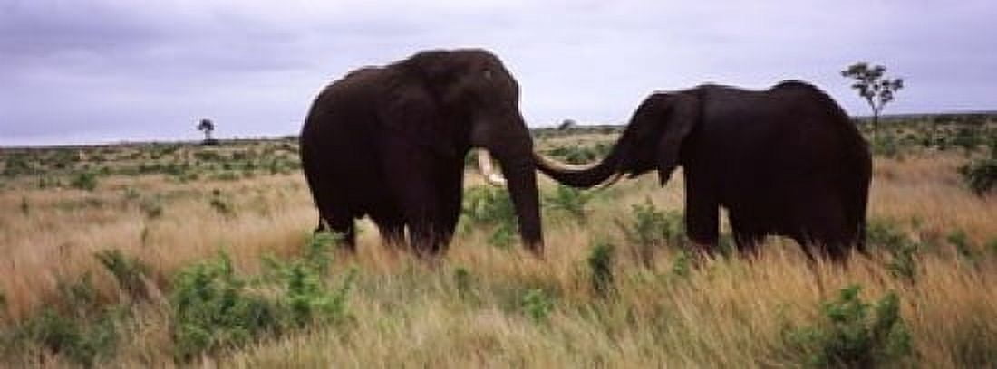 Two African elephants (Loxodonta Africana) socialize on the savannah plains Kruger National Park South Africa Canvas Art - Panoramic Images (18 x 7)