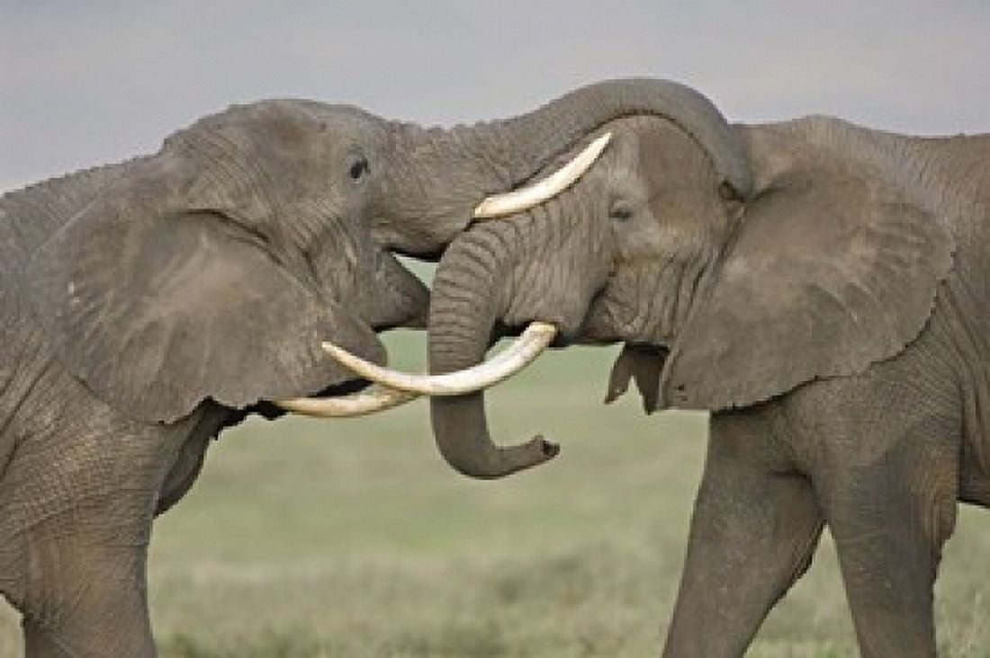 Two African elephants fighting in a field Ngorongoro Crater Arusha Region Tanzania (Loxodonta africana) Canvas Art - Panoramic Images (16 x 11)