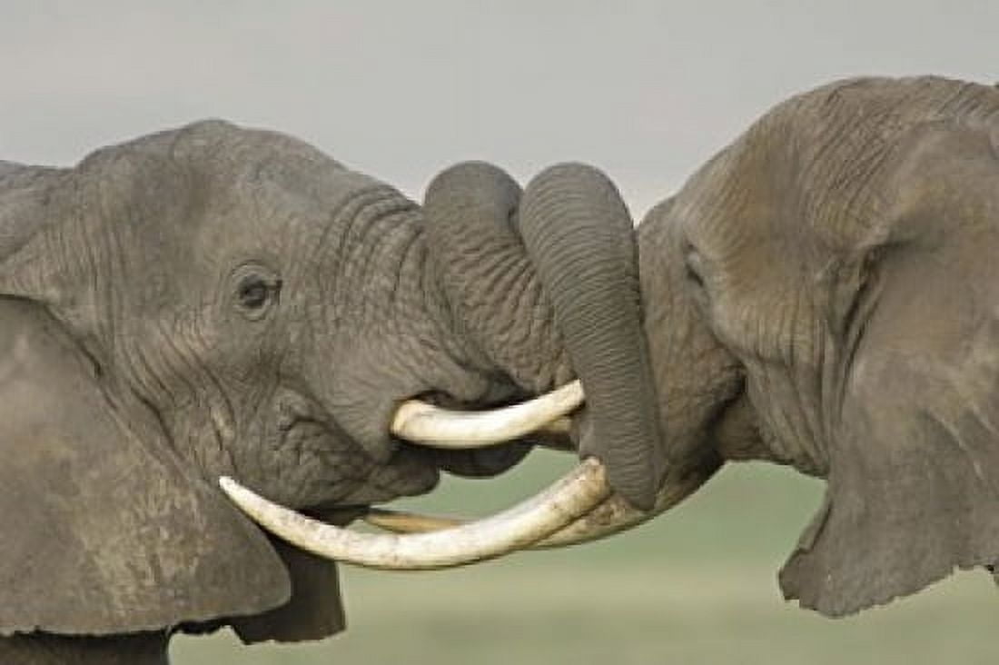 Two African elephants fighting in a field Ngorongoro Crater Arusha Region Tanzania (Loxodonta africana) Canvas Art - Panoramic Images (16 x 11)