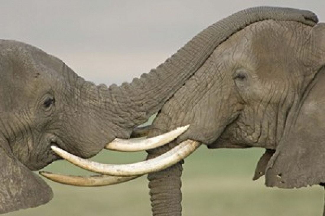 Two African elephants fighting in a field Ngorongoro Crater Arusha Region Tanzania (Loxodonta africana) Canvas Art - Panoramic Images (16 x 11)