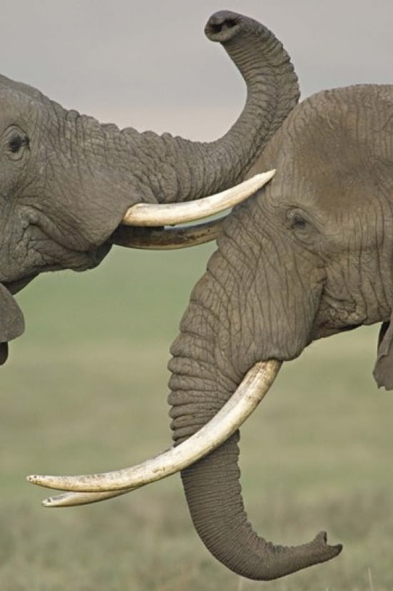 Two African elephants fighting in a field Ngorongoro Crater Arusha Region Tanzania (Loxodonta africana) Canvas Art - Panoramic Images (16 x 24)