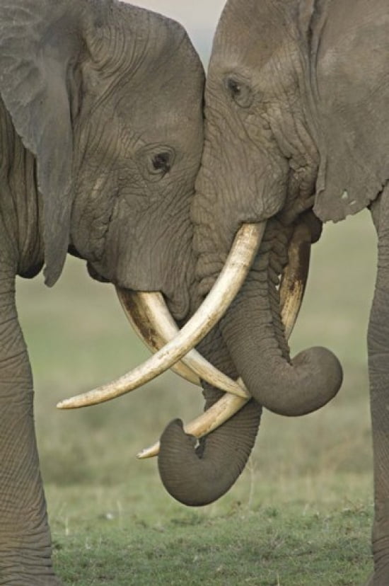 Two African elephants fighting in a field Ngorongoro Crater Arusha Region Tanzania (Loxodonta africana) Canvas Art - Panoramic Images (16 x 24)