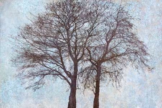 Two Alders Together II Canvas Art - Cora Niele (12 x 18)