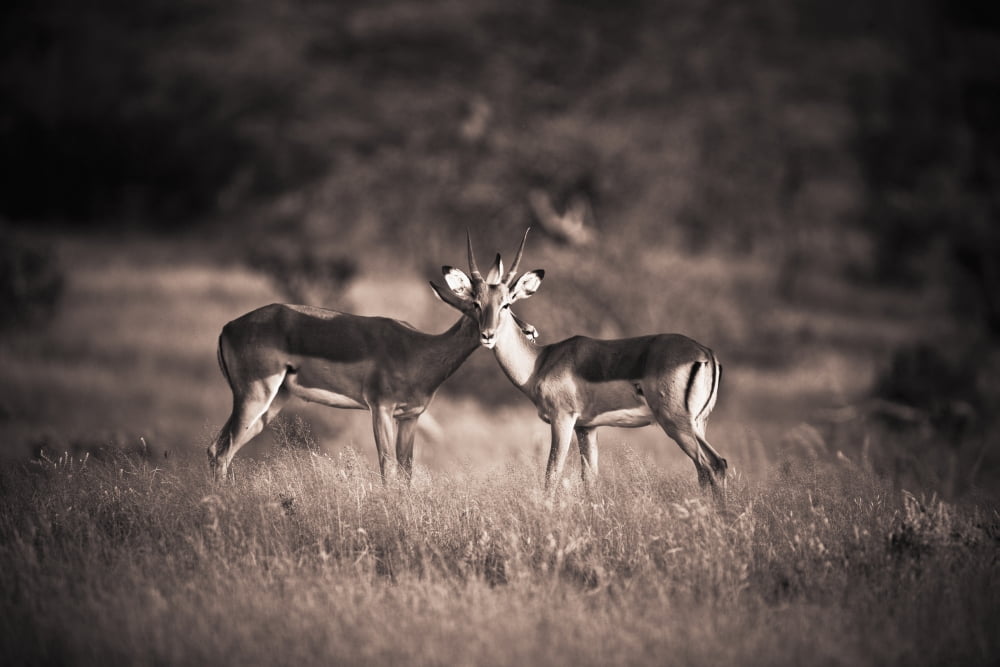 Two Antelopes In A Field Samburu Kenya Canvas Art - David DuChemin Design Pics (19 x 12)