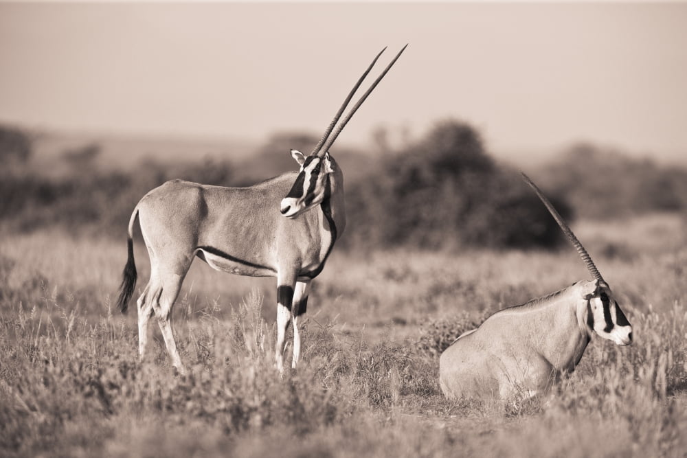 Two Antelopes In A Field Samburu Kenya Canvas Art - David DuChemin Design Pics (19 x 12)