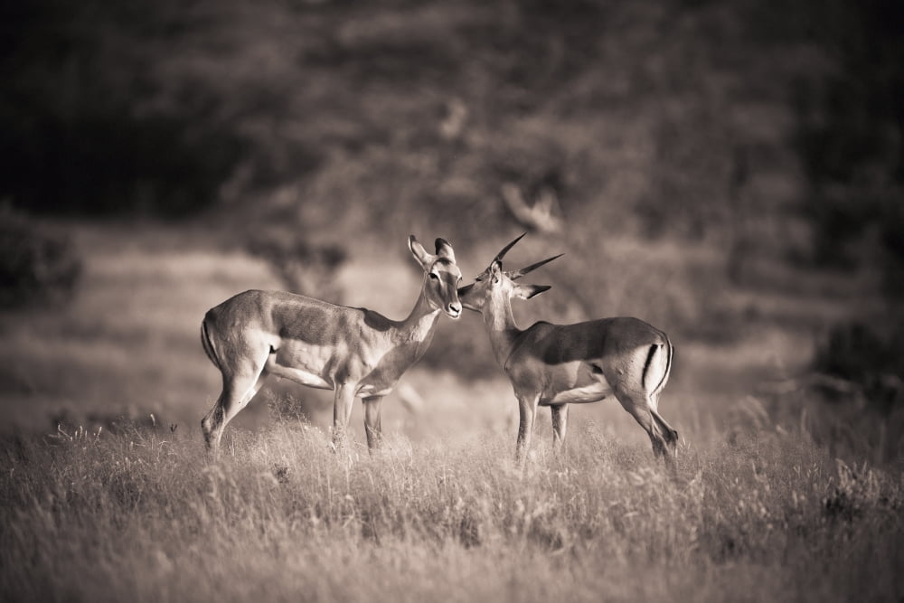 Two Antelopes Together In A Field Samburu Kenya Canvas Art - David DuChemin Design Pics (38 x 24)