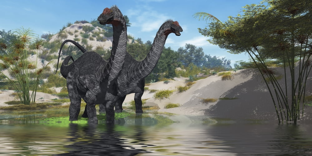 Two Apatosaurus dinosaur wade through a lush pond Canvas Art - Corey FordStocktrek Images (40 x 20)