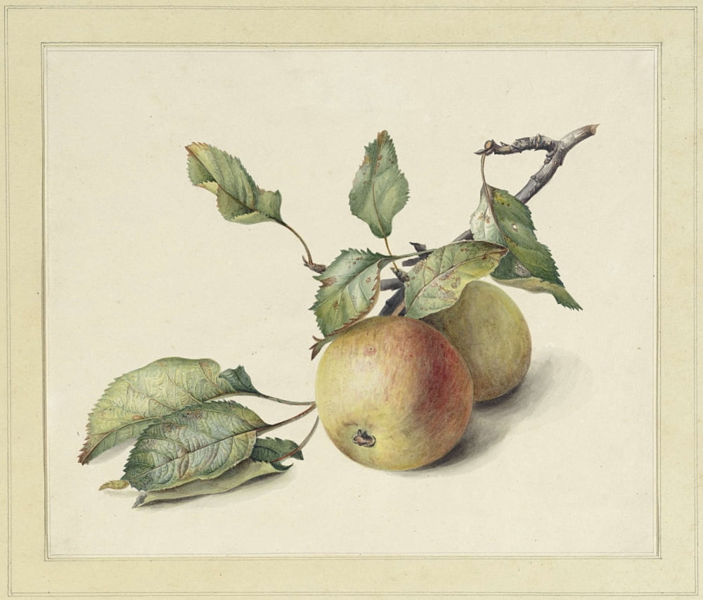 Two Apples On A Branch Canvas Art - (36 x 24)