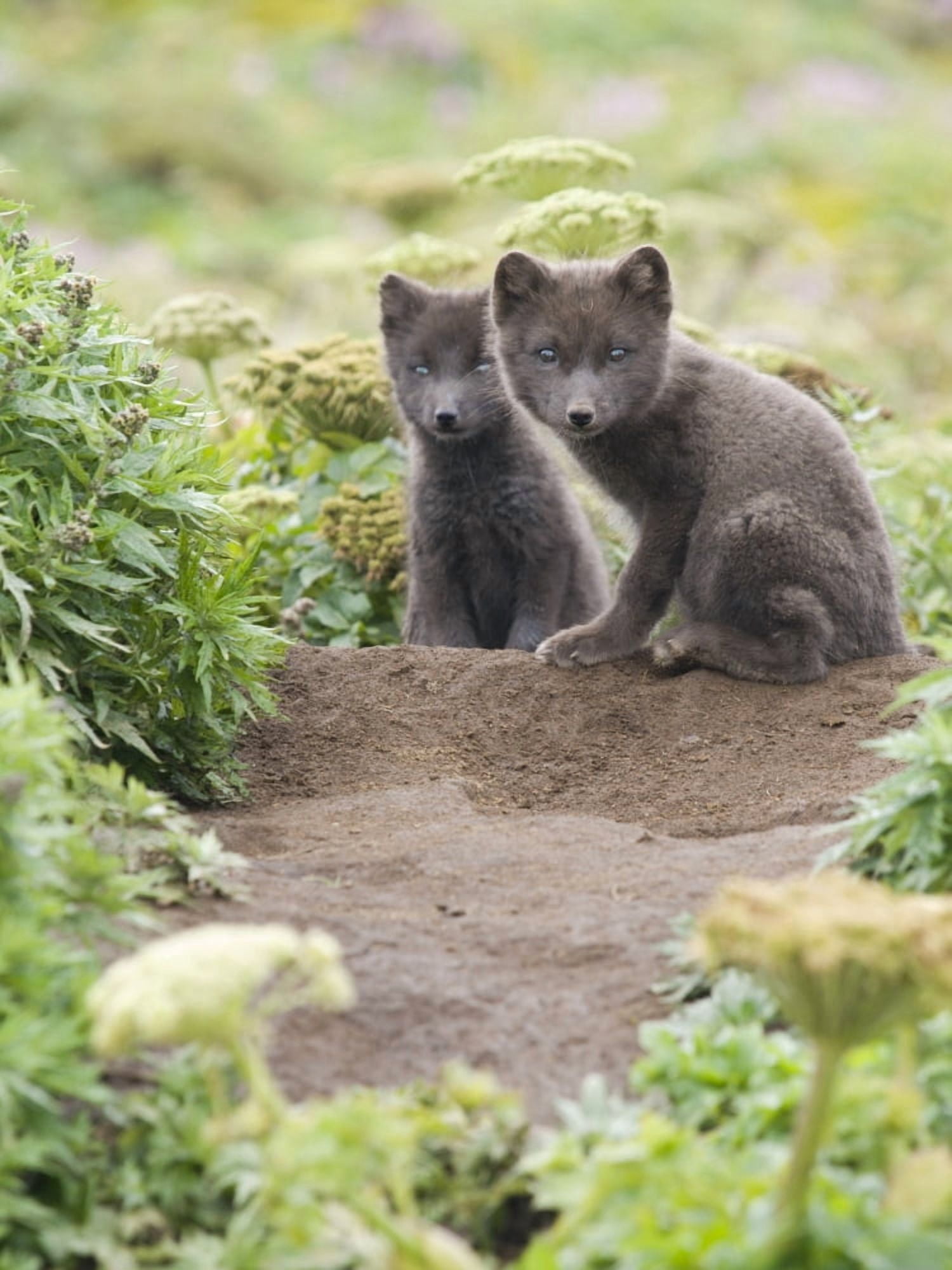 Two Arctic Fox Kits Sitting Near Their Den St Paul Island Southwest Alaska Summer Canvas Art - John Gibbens Design Pics (12 x 17)
