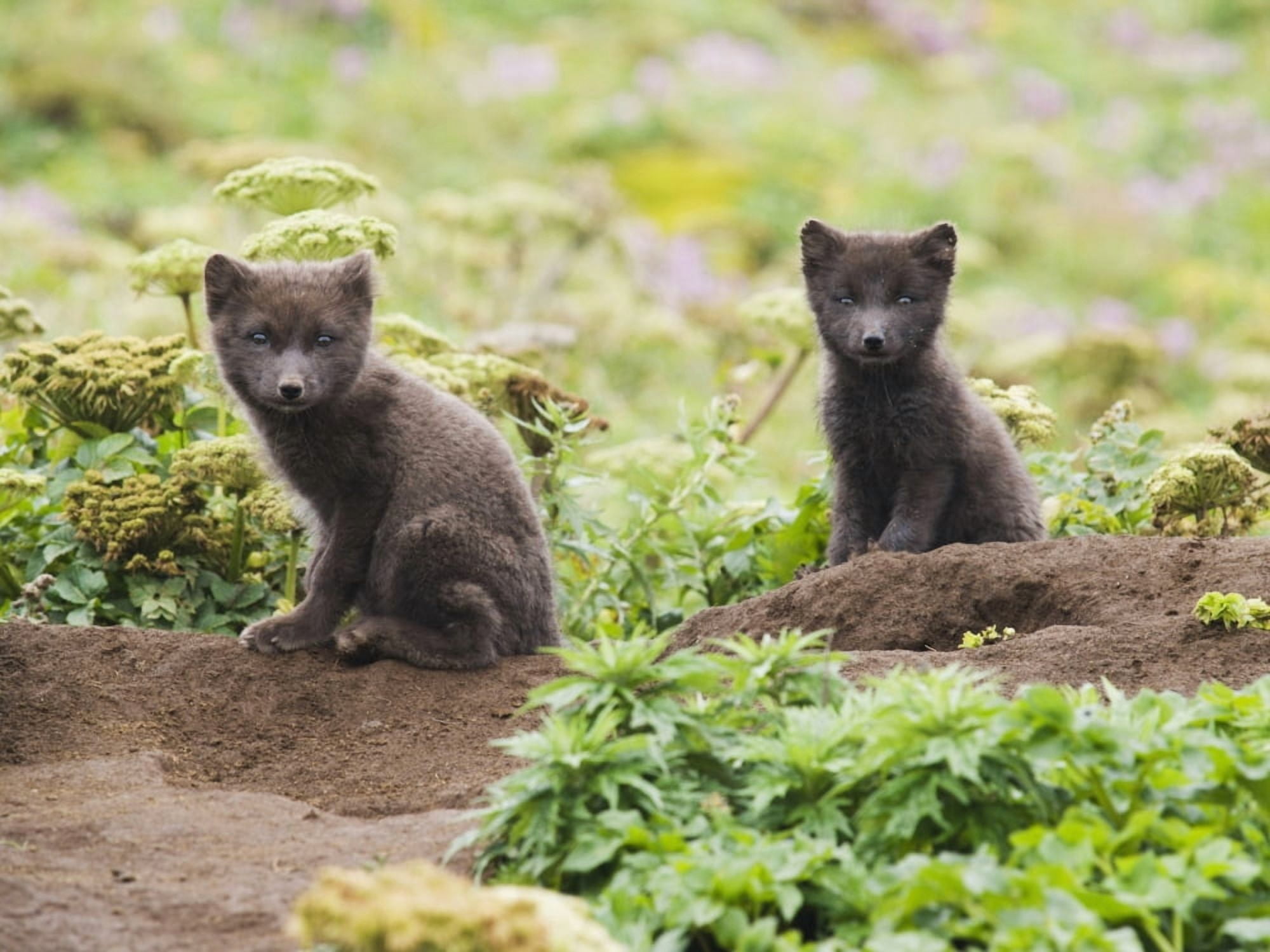 Two Arctic Fox Kits Sitting Near Their Den St Paul Island Southwest Alaska Summer Canvas Art - John Gibbens Design Pics (34 x 24)