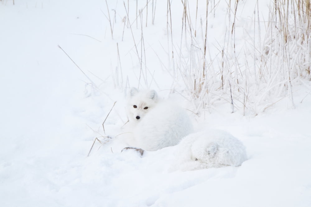 Two Arctic Foxes (Alopex lagopus) in snow Churchill Wildlife Management Area Churchill Manitoba Canada Canvas Art - Panoramic Images (24 x 36)