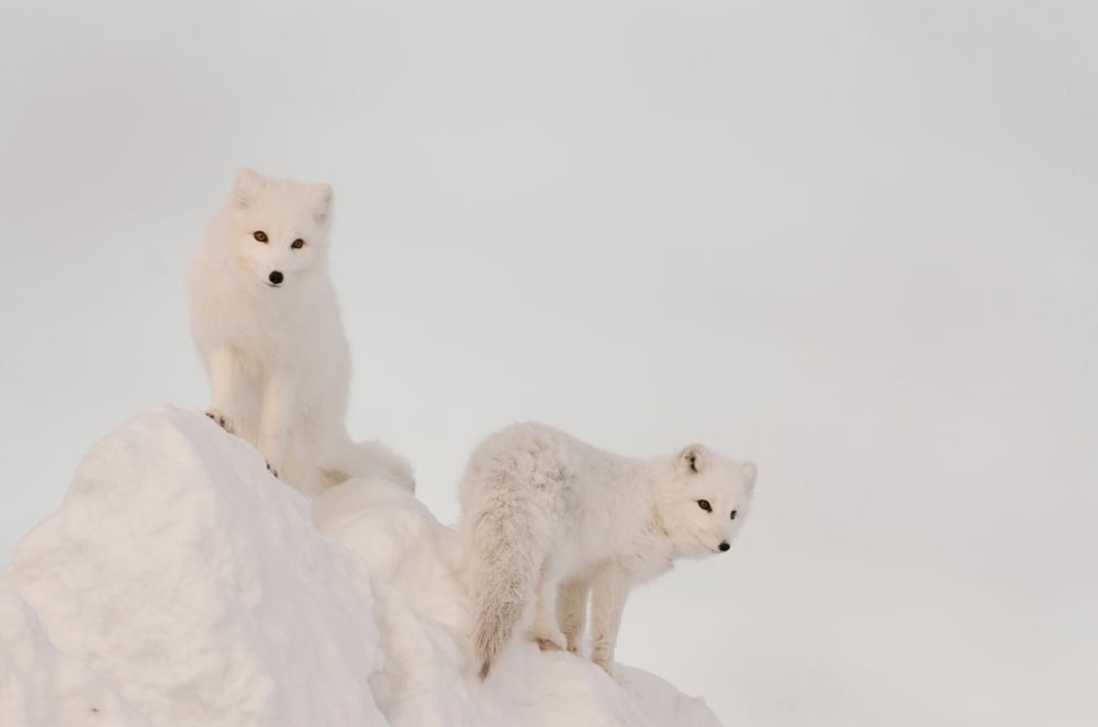 Two Arctic Foxes Stand In Late Afternoon Sun On Top Of A Large Chunk Of Ice Churchill Manitoba Canada Winter Canvas Art - Tom Soucek Design Pics (38 x 24)