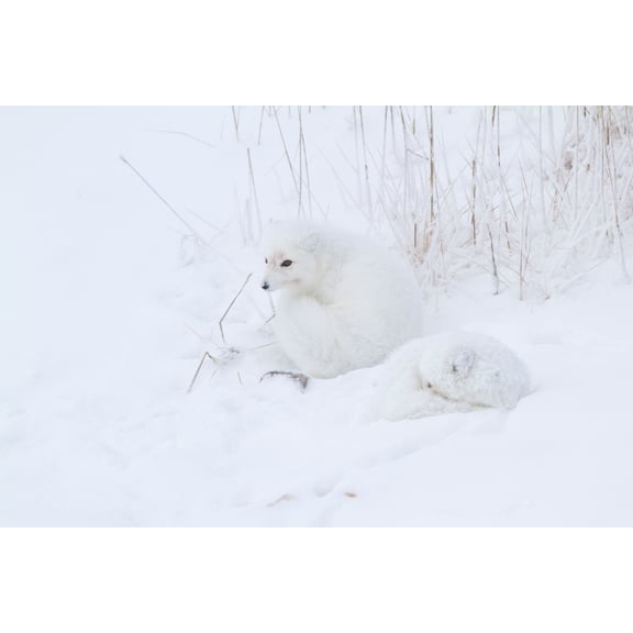 Two Arctic Foxes (Alopex lagopus) in snow, Churchill Wildlife Management Area, Churchill, Manitoba, Canada Poster Print (18 x 24)