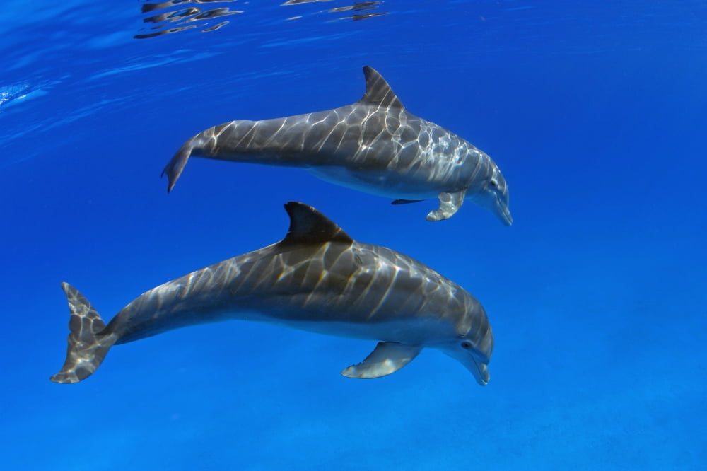 Two Atlantic Bottlenose Dolphin (Tursiops Truncatus) Canvas Art - Dave Fleetham Design Pics (18 x 12)