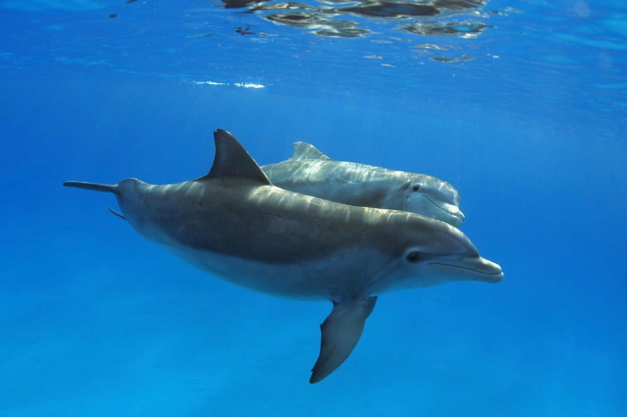 Two Atlantic Bottlenose Dolphin (Tursiops Truncatus) Canvas Art - Dave Fleetham Design Pics (18 x 12)
