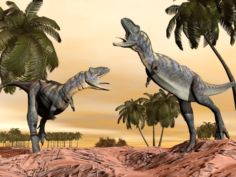 Two Aucasaurus dinosaurs fighting in desert Canvas Art - Elena DuvernayStocktrek Images (33 x 25)