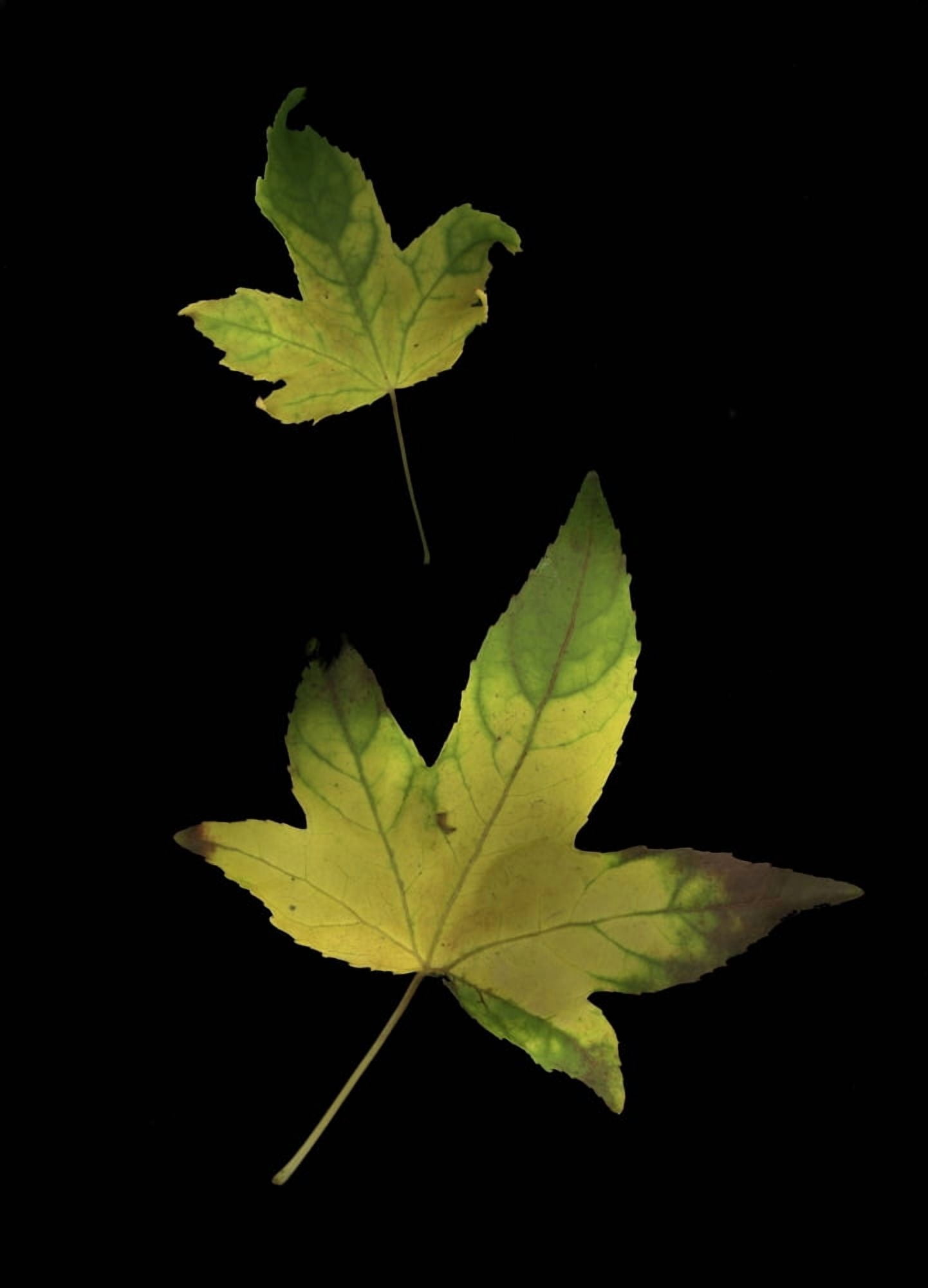 Two Autumn Leaves Canvas Art - Deddeda Design Pics (12 x 17)