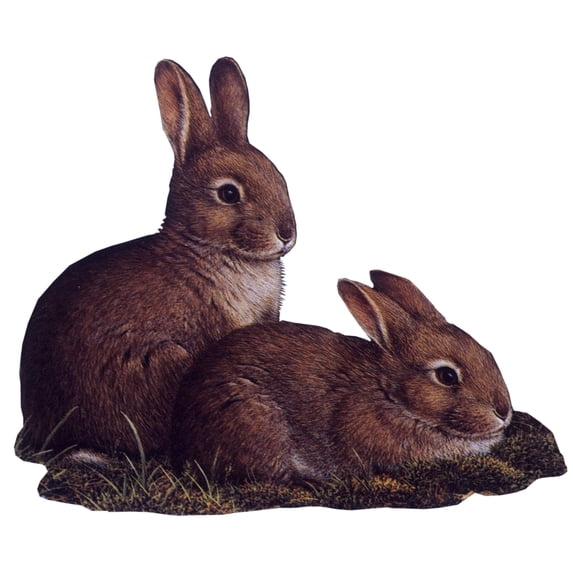 Two Baby Bunnies Poster Print By Malcolm Greensmith ® Adrian Bradburymary Evans (36 X 24)
