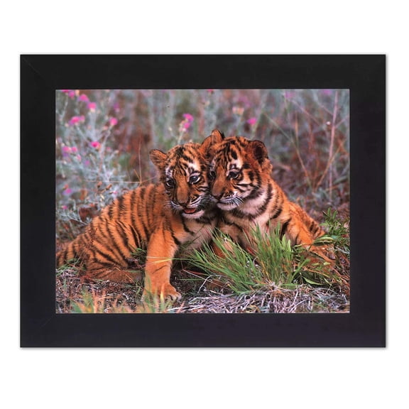 Two Baby Tiger Cubs Cuddling in Wildflowers Photo Wall Picture Black Framed