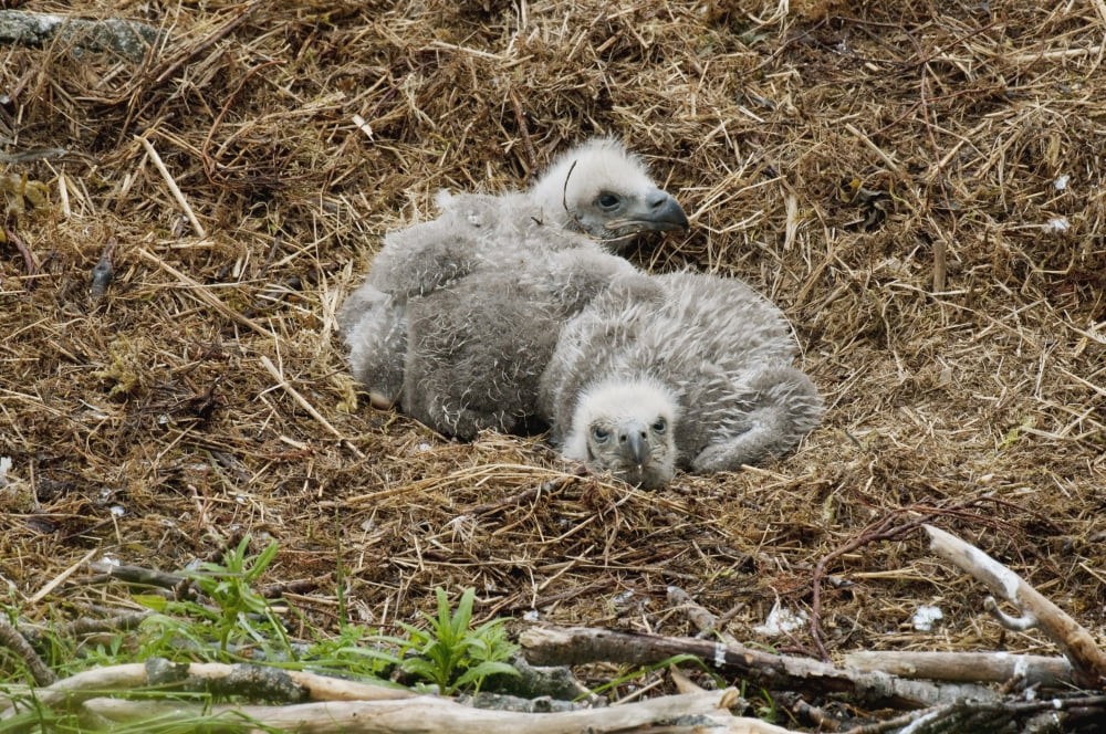 Two Bald Eagle Chicks Resting In Their Nest Kukak Bay Katmai National Park Southwest Alaska Summer Canvas Art - Cathy Hart Design Pics (38 x 24)
