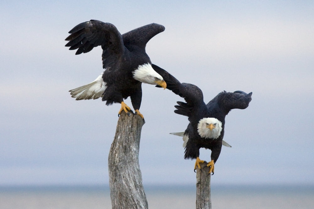 Two Bald Eagles Perched On Driftwood Near Homer Alaska Kenai Peninsula Winter Canvas Art - Doug Lindstrand Design Pics (34 x 22)