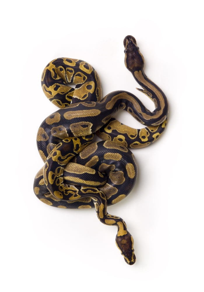 Two Ball Python Snakes Intertwined Canvas Art - Corey Hochachka Design Pics (24 x 34)