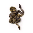 thumbnail image 1 of Two Ball Python Snakes Intertwined Poster Print, 1 of 2