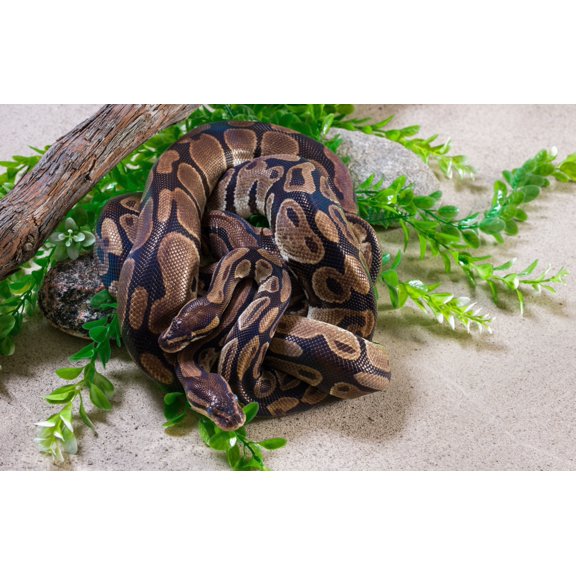 Two Ball Pythons in zoo Poster Print by Panoramic Images