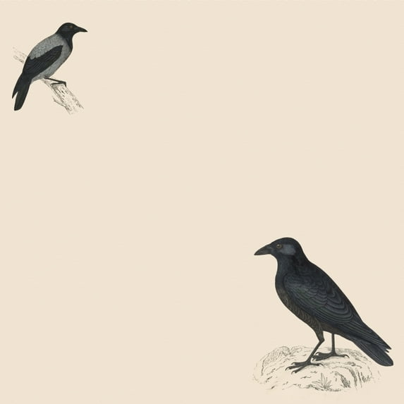 Two Black Birds Poster Print By ® Mary Evans Picture Library (18 X 24)