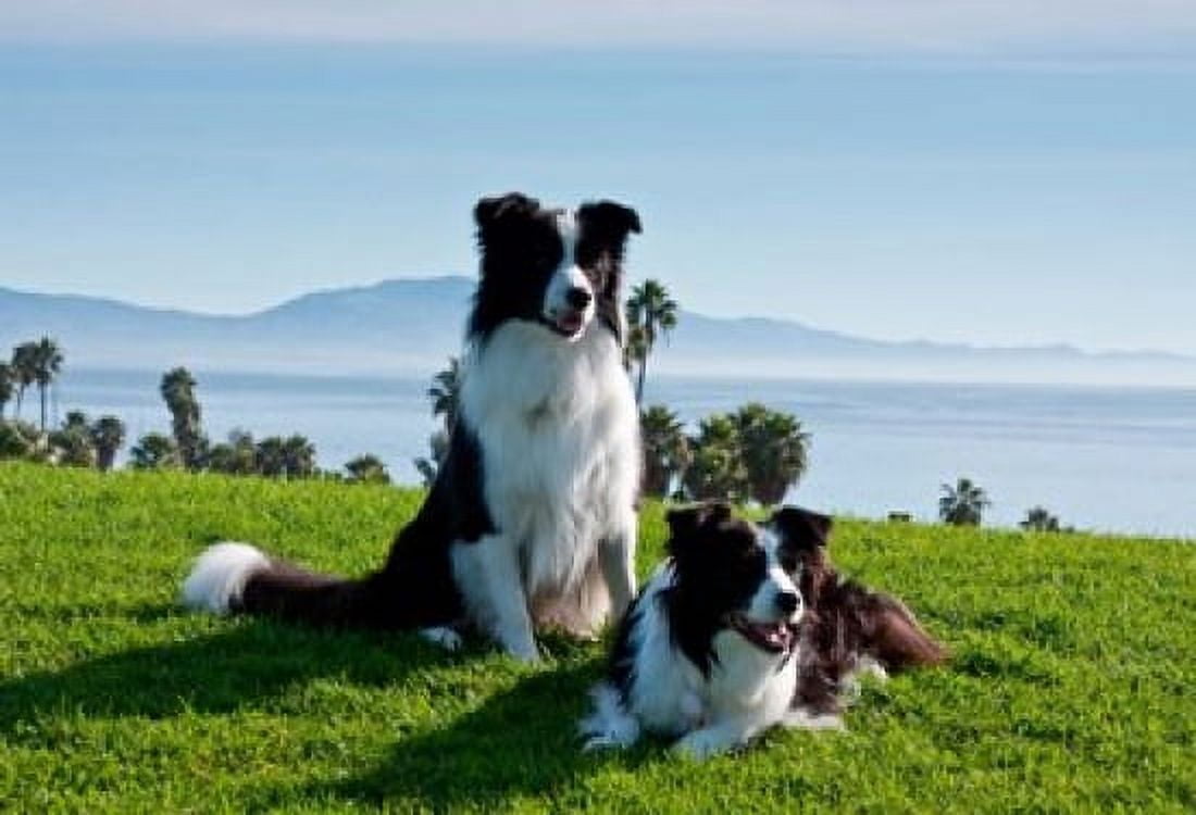 Two Border Collie dogs Canvas Art - Zandria Muench Beraldo DanitaDelimont (24 x 16)