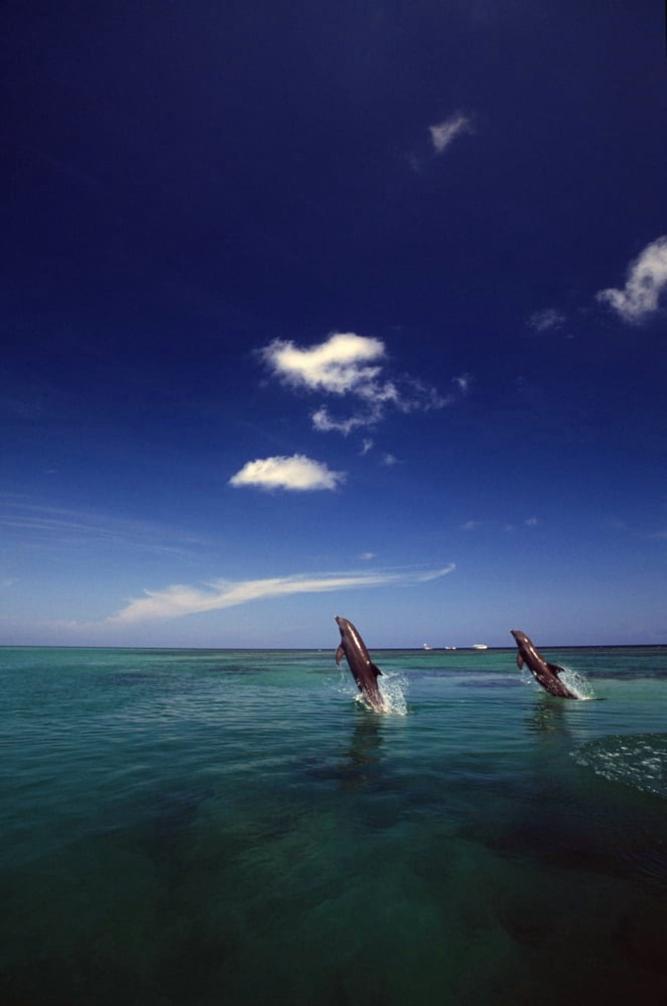 Two Bottlenose Dolphins Dancing Across Water On Tails Caribbean Sea Canvas Art - Natural Selection Craig Tuttle Design Pics (12 x 18)