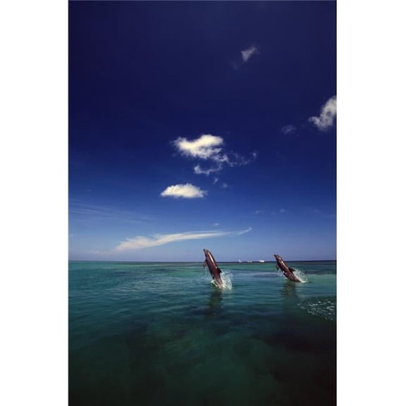 Two Bottlenose Dolphins Dancing Across Water On Tails Caribbean Sea Poster Print by Natural Selection Craig Tuttle - 12 x 18