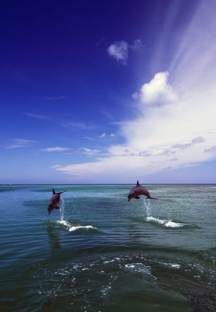 Two Bottlenose Dolphins Leaping Out Of Water Caribbean Sea Canvas Art - Natural Selection Craig Tuttle Design Pics (24 x 36)