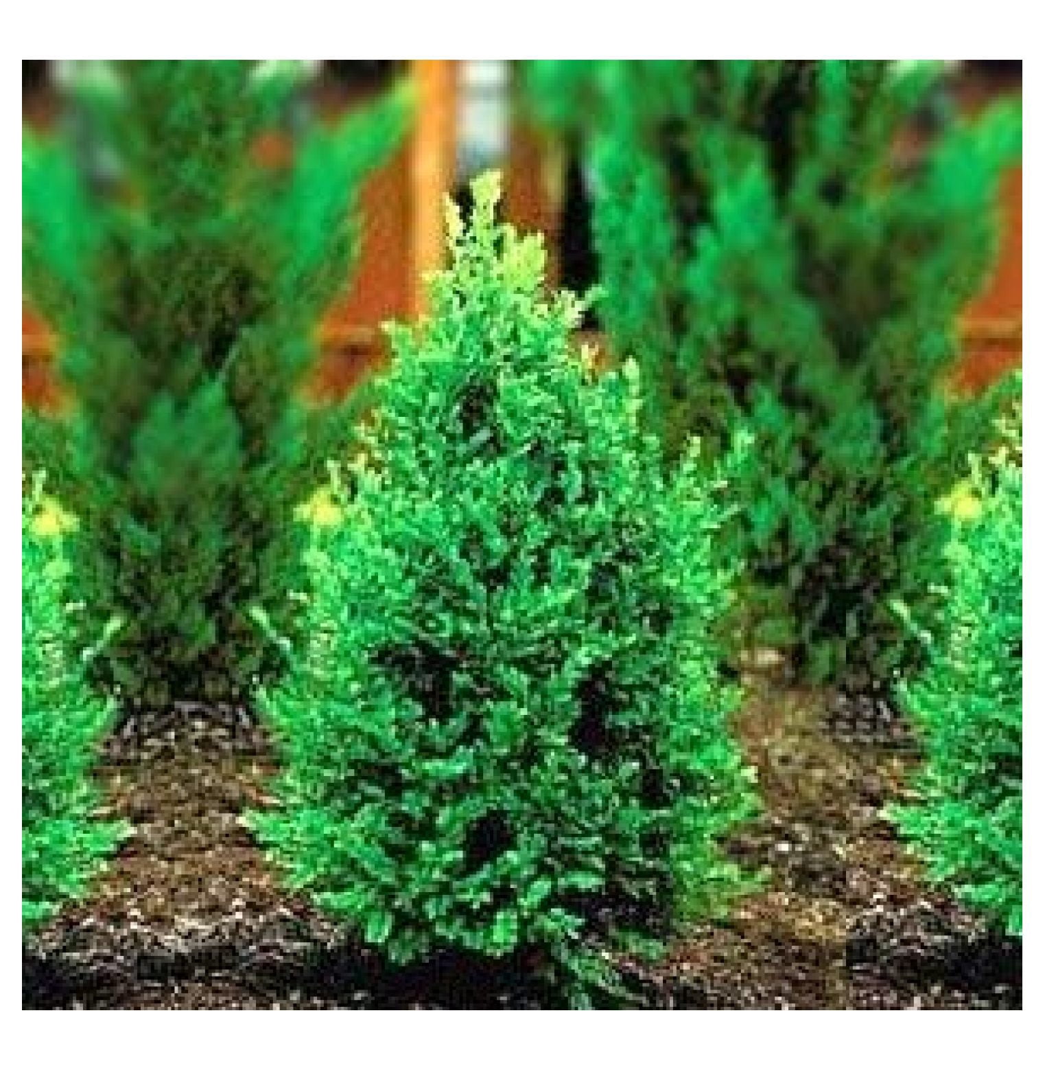 Two Boxwood Shrubs 2 Live Plants Shipped in Quart Containers by